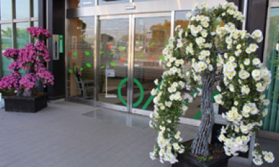 総和支店入口に飾られた菊盆栽